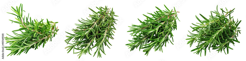 Fresh rosemary sprigs arranged neatly, perfect for culinary use or floral decorations. Vibrant green color enhances any dish. Fresh rosemary sprigs arranged neatly, perfect for culinary use or floral decorations. Vibrant green color enhances any dish.