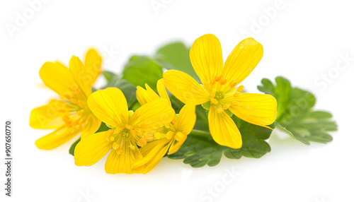 Celandine flower isolated on white background