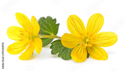 Celandine flower isolated on white background