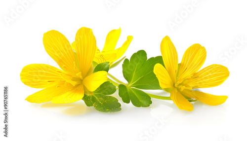 Celandine flower isolated on white background