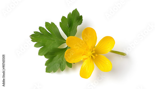 Celandine flower isolated on white background