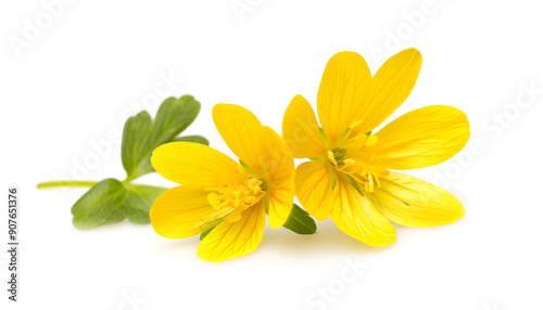 Celandine flower isolated on white background