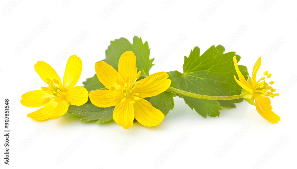 Celandine flower isolated on white background Celandine flower isolated on white background