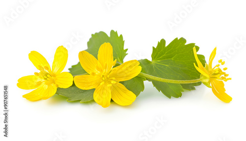 Celandine flower isolated on white background
