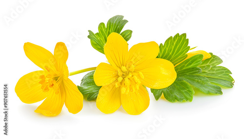 Celandine flower isolated on white background