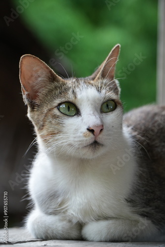 Wallpaper Mural cat Torontodigital.ca