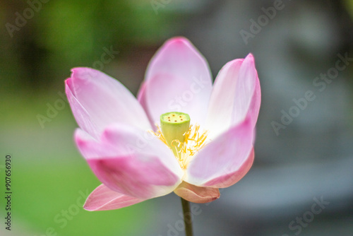 Tropical blossom captured in Sanur on Bali