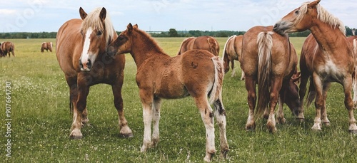 A heavy draft horse, horses with foals grazing in a meadow. A beautiful animal in the field in summer. A herd of horses in nature. Banner.