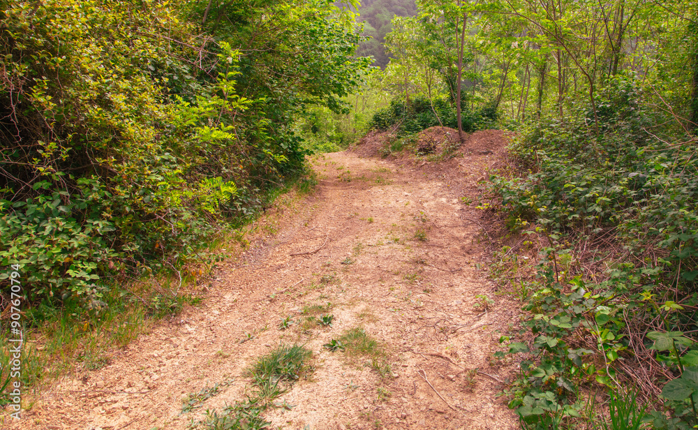 Dirt road in the forest in nature in summer Dirt road in the forest in nature in summer