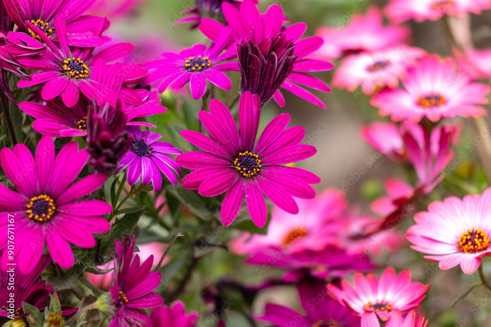 Obraz premium Osteospermum Aquilla. Beautiful flower in the park