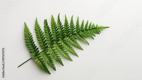 fern leaf isolated