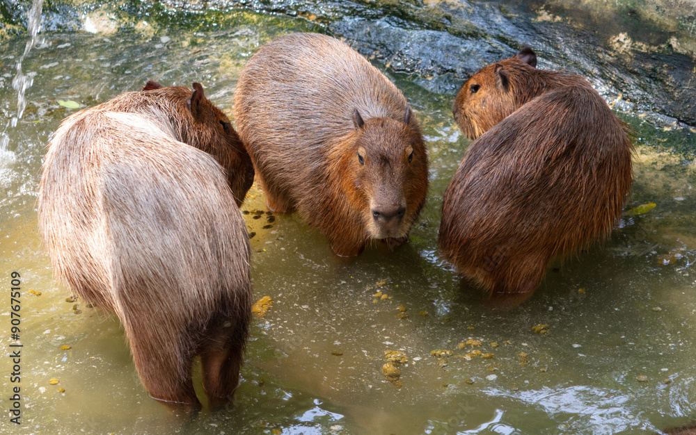 Capybaras swim in the water in nature Capybaras swim in the water in nature