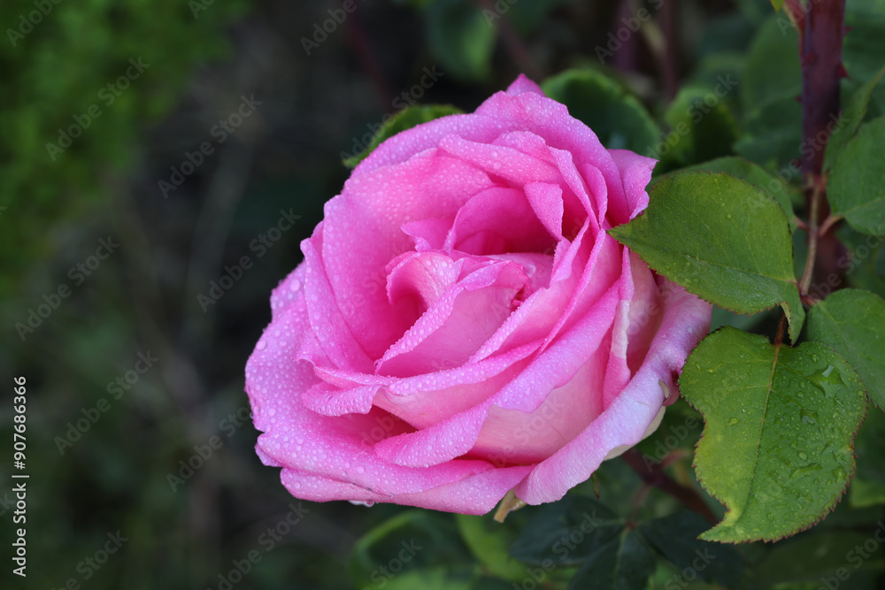 Beautiful pink white yellow roses and rose buds under midday sun in rose garden, close-up, selective focus. Floral natural background with rose flower closeup. Beautiful romantic gift. Greeting card Beautiful pink white yellow roses and rose buds under midday sun in rose garden, close-up, selective focus. Floral natural background with rose flower closeup. Beautiful romantic gift. Greeting card