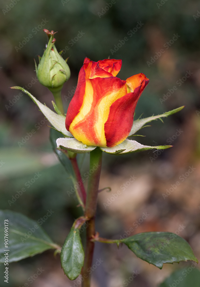 Beautiful pink white yellow roses and rose buds under midday sun in rose garden, close-up, selective focus. Floral natural background with rose flower closeup. Beautiful romantic gift. Greeting card Beautiful pink white yellow roses and rose buds under midday sun in rose garden, close-up, selective focus. Floral natural background with rose flower closeup. Beautiful romantic gift. Greeting card