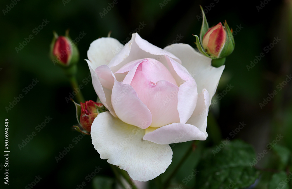 Beautiful pink white yellow roses and rose buds under midday sun in rose garden, close-up, selective focus. Floral natural background with rose flower closeup. Beautiful romantic gift. Greeting card Beautiful pink white yellow roses and rose buds under midday sun in rose garden, close-up, selective focus. Floral natural background with rose flower closeup. Beautiful romantic gift. Greeting card