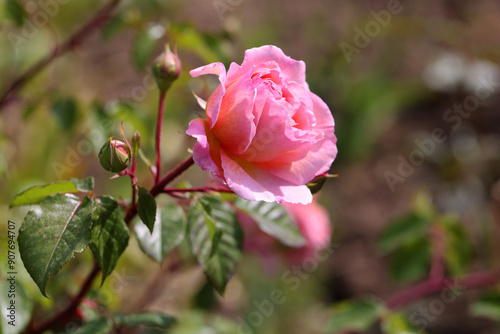 Fototapeta Naklejka Na Ścianę i Meble -  Beautiful pink white yellow roses and rose buds under midday sun in rose garden, close-up, selective focus. Floral natural background with rose flower closeup. Beautiful romantic gift. Greeting card
