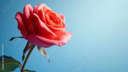 A close-up of a vibrant pink rose blossom against blue sky