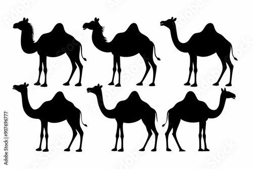 camel silhouettes, set of camel silhouettes vector 