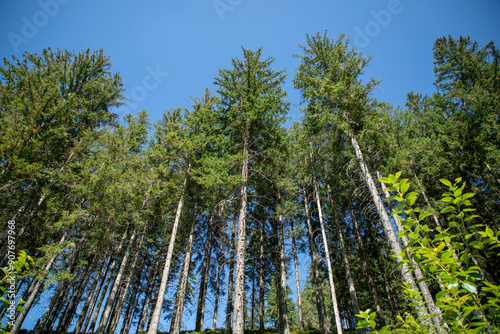 Landscape with high fur trees and blue sky on sunny summer day in Tatry mountains, Zakopane, Poland.