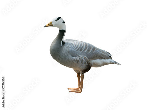 Anser indicus goose isolated on white background