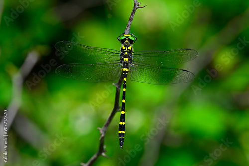 Gestreifte Quelljungfer // Sombre goldenring (Cordulegaster bidentata) - Mrcevac (Tivat), Montenegro photo