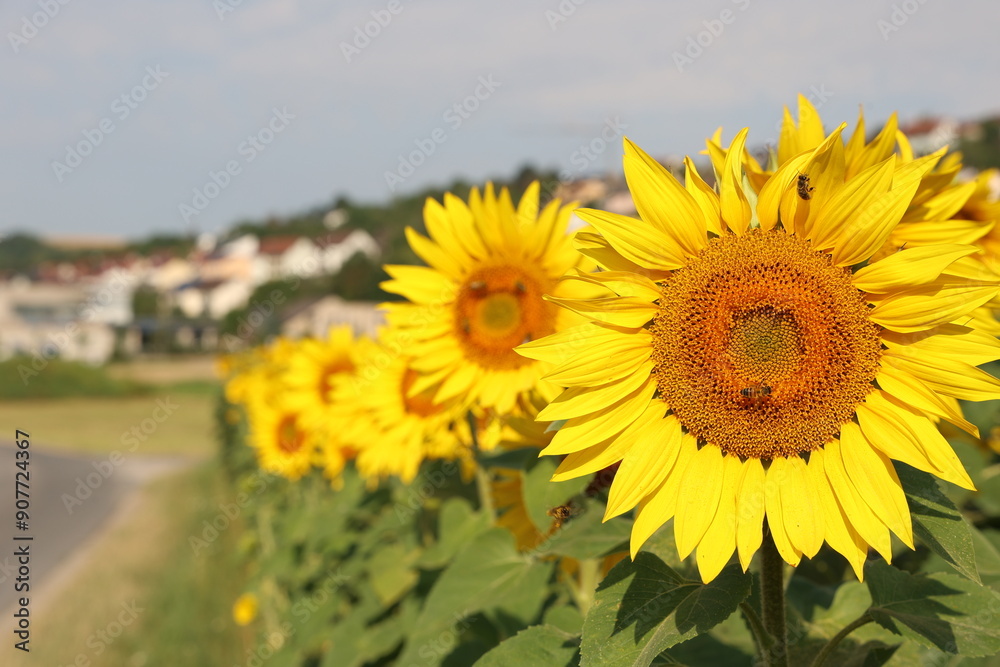 Fototapeta premium Sunflowers with green leaves outdoors