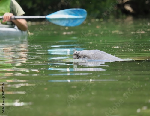 Manatee Baby Calf Mother Silver Springs State Park Ocala Florida photo