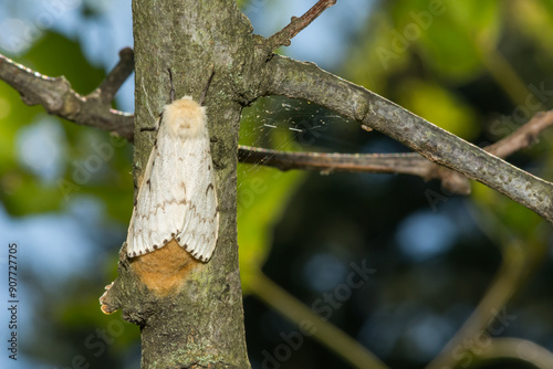 Spongy Moth Laying an Egg Mass - Lymantria dispar