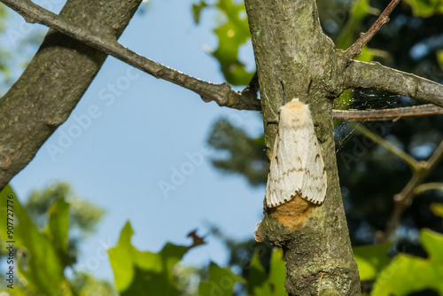 Spongy Moth Laying an Egg Mass - Lymantria dispar