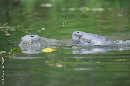 Manatee Baby Calf Mother Silver Springs State Park Ocala Florida photo