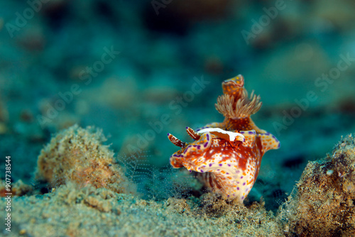 Ceratosoma tenue Nudibranch with an Emperor Shrimp (Periclimenes imperator) on Its Head. Ambon, Indonesia photo