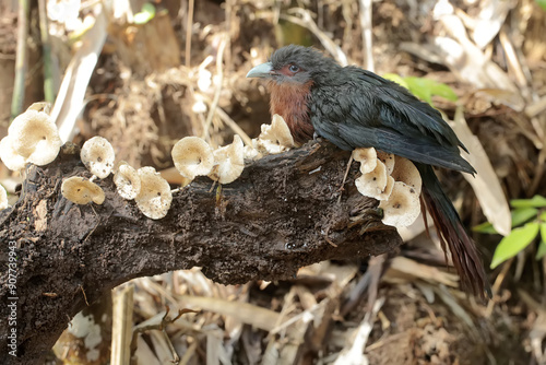 A young chestnut-breasted malkoha hunts for small insects on a rotting tree trunk that is overgrown with mushrooms. This beautifully colored bird has the scientific name Phaenicophaeus curvirostris. photo