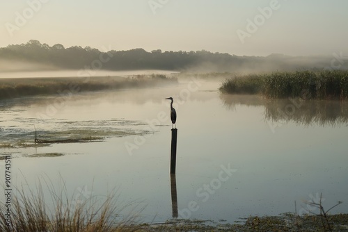 Obraz na płótnie Misty Morning Magic Great Blue Heron Sweetwater Wetlands Gainesville FFlorida