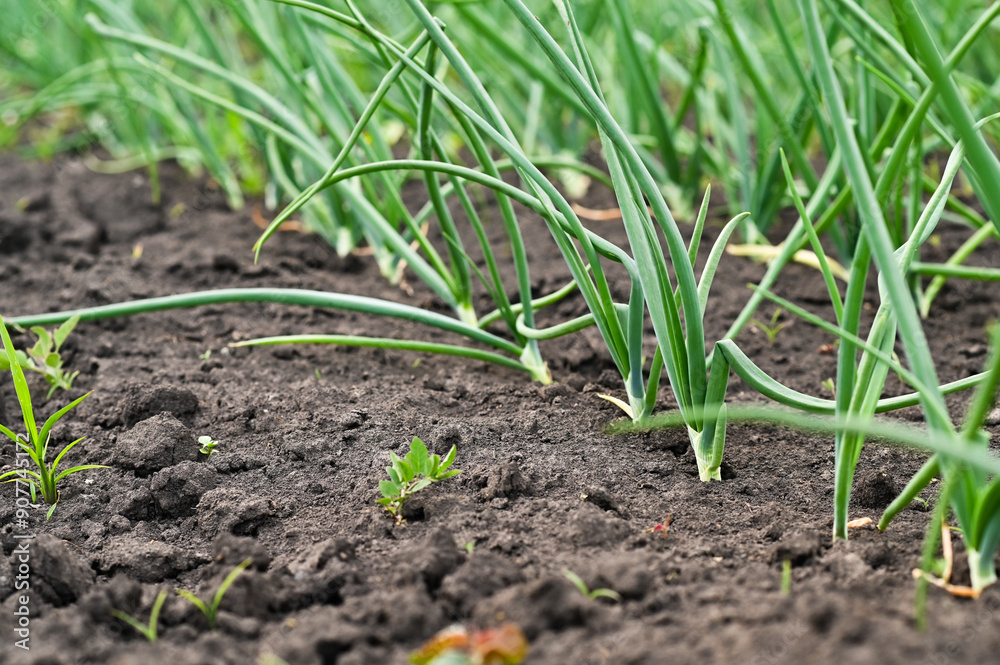 Green onion leaves. onions grow in rows in the garden Green onion leaves. onions grow in rows in the garden