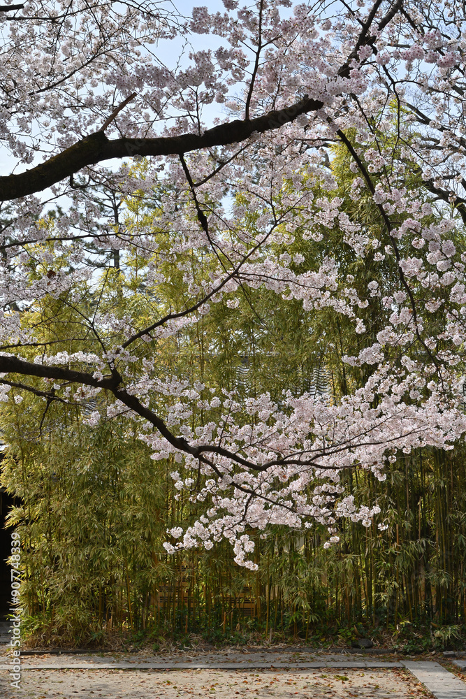 Fototapeta premium 京都御苑の桜