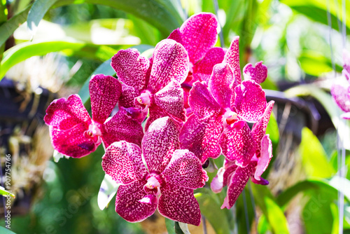 Purple, pink orchid Miltonopsis bunch flower green leaves is background. In natural light. Flowering and giving beautiful colors small orchid That is suitable for planting them in house. photo