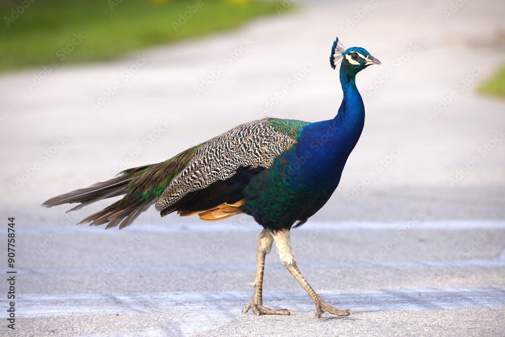 peacock in the park peacock in the park