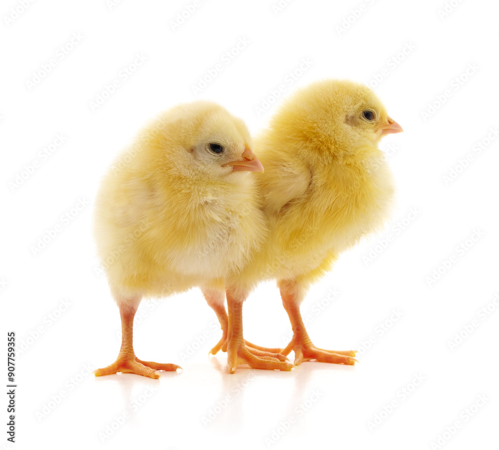 Two yellow chickens. Two yellow chickens.