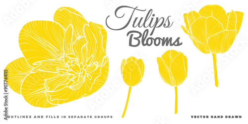 Vector hand drawn tulips blooms. FLAT FILLS ONLY, NO OUTLINES! Spring flowers isolated on a white background. Easy to use and edit flower assets. Each vector is one united shape. 