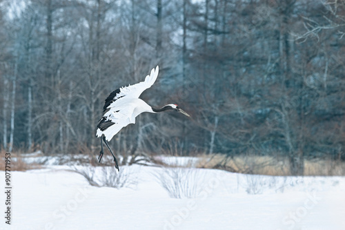 Snowfall Red-crowned crane in snow meadow, with snow storm, Hokkaido, Japan. Bird in fly, winter scene with snowflakes. Snow dance in nature. Wildlife scene from snowy nature. 