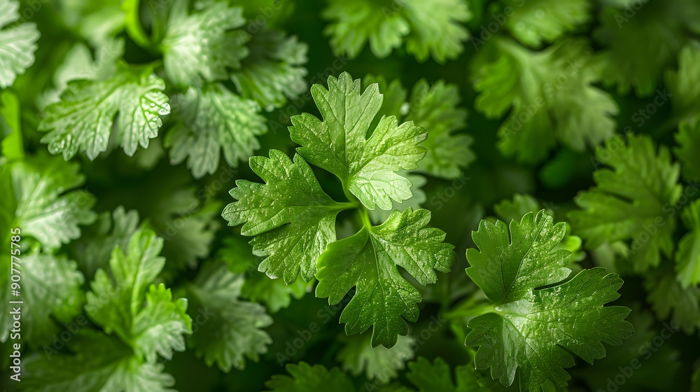 Fresh Green Parsley Leaves Fresh Green Parsley Leaves