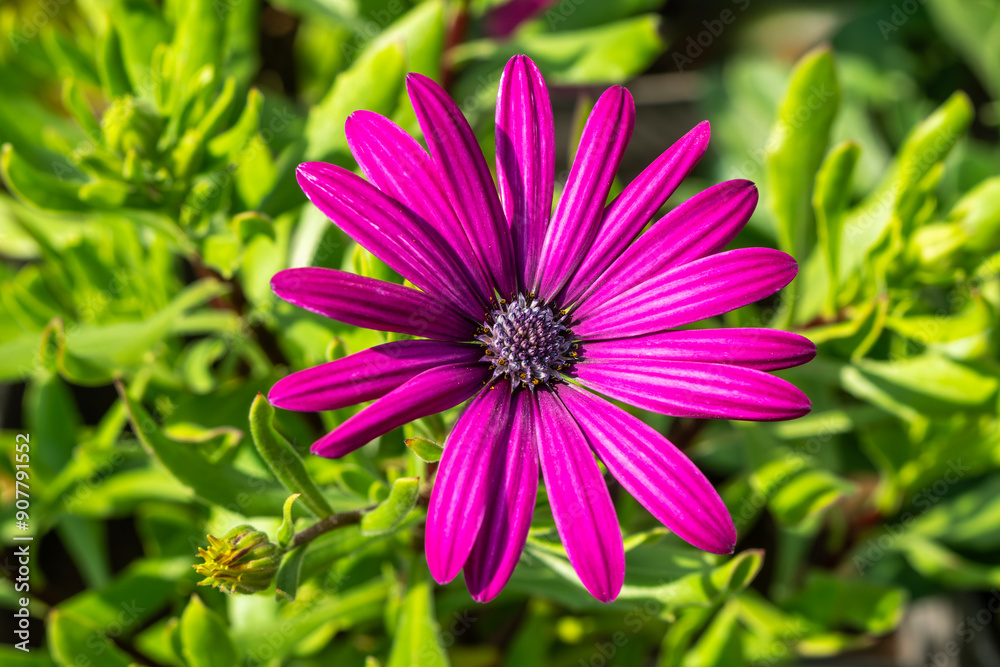 Obraz premium Osteospermum 'Tresco Purple' a summer flowering plant with a purple summertime flower commonly known as African or Cape Daisy, stock photo gardening image