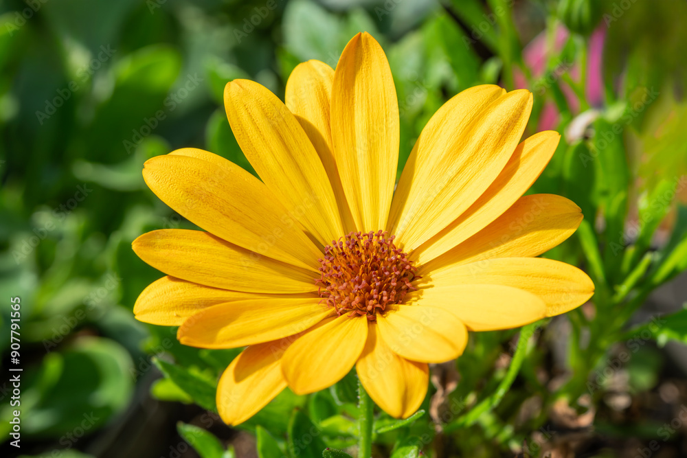Osteospermum 'Summer Smile Orange' a summer flowering plant with a orangery yellow summertime flower commonly known as African or Cape Daisy, stock photo gardening image Osteospermum 'Summer Smile Orange' a summer flowering plant with a orangery yellow summertime flower commonly known as African or Cape Daisy, stock photo gardening image