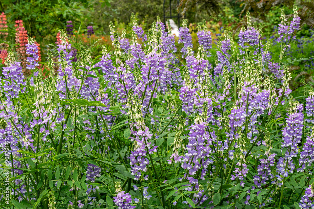 Obraz premium Galega officinalis 'His Majesty' a summer flowering plant with a purple and white summertime flower commonly known as Goat's rue, stock photo gardening image