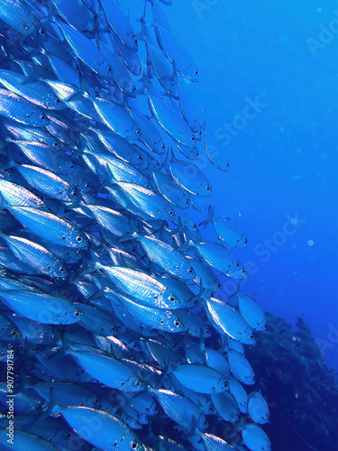 Photography School of fish with many small fish in the sea of ​​Curacao