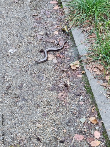 Grass snake on the road