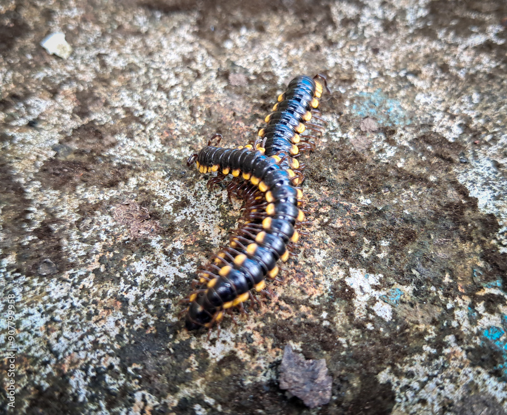 millipedes with black and yellow on the ground millipedes with black and yellow on the ground