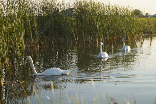 swan on the lake photo