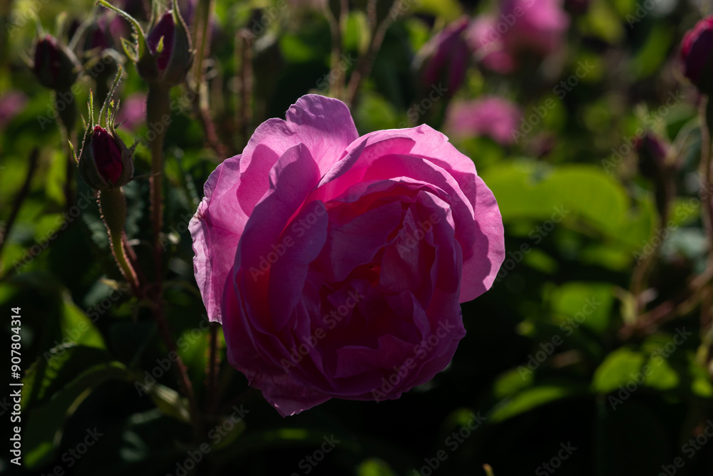 Isparta rose, rose, flower, pink, nature, garden, rose oil Isparta rose, rose, flower, pink, nature, garden, rose oil