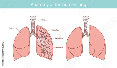 illustration of healthy hand drawn lungs